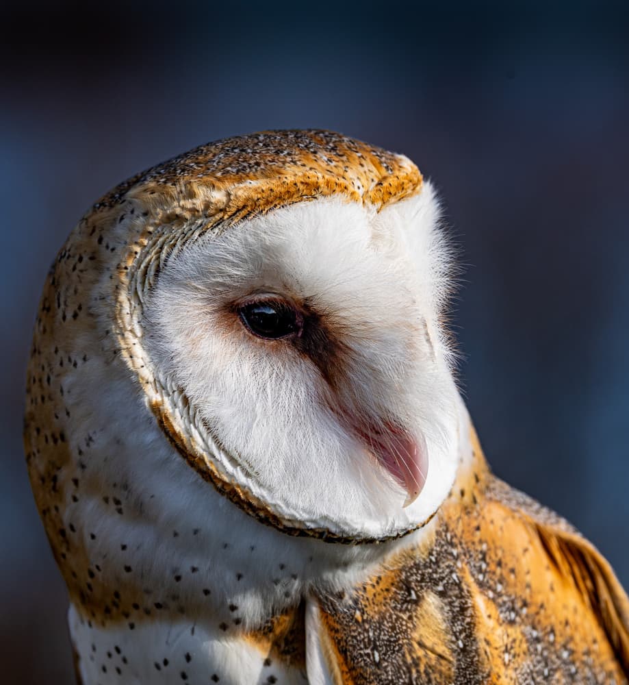 Majestic Barn Owl by Songhu Yan — canvas wall art