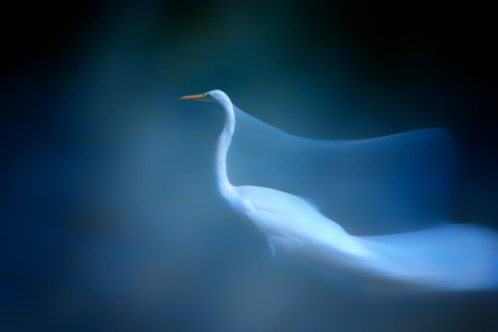 Dreamy White Egret by Siyu_Wei APA — canvas wall art