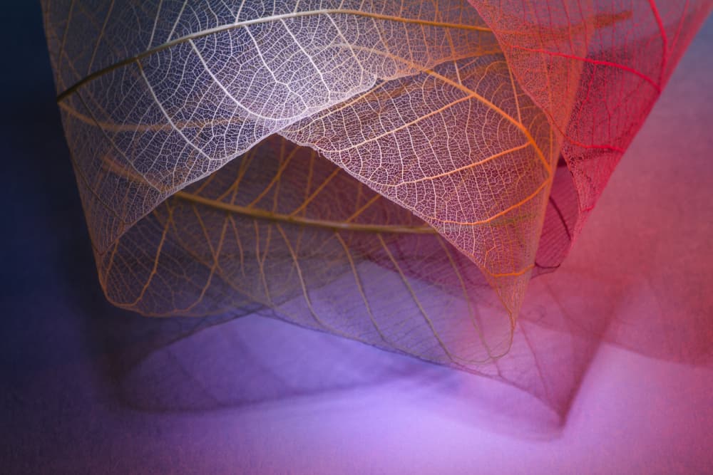 Colorful Leaf Skeletons by Shihya Kowatari — canvas wall art