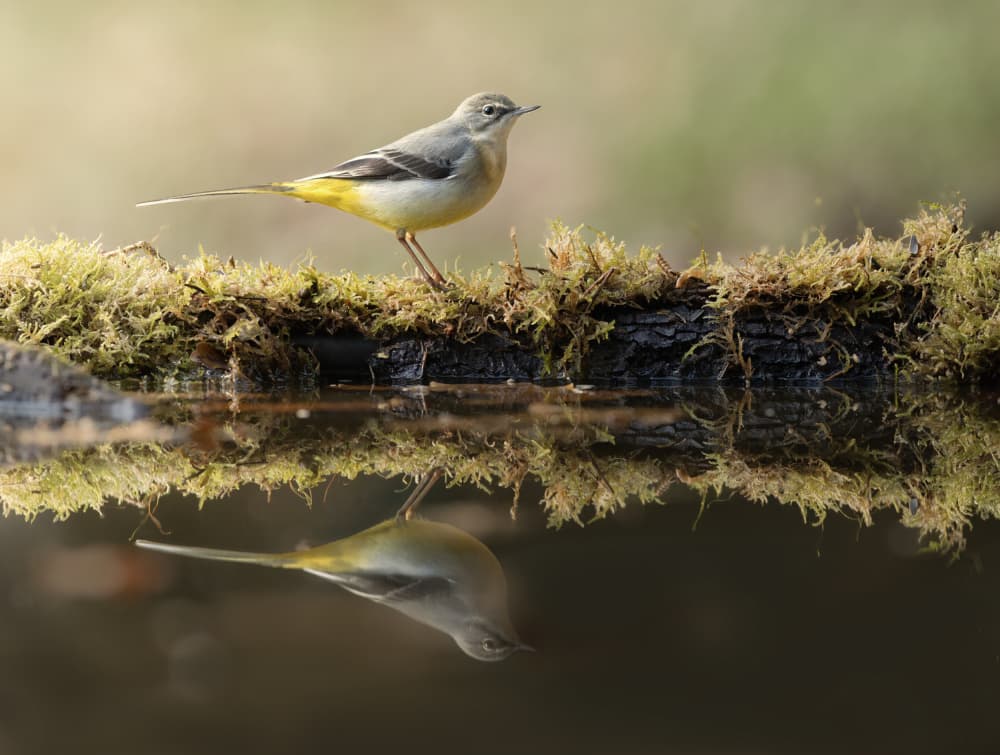 Grey Wagtail Reflection by Marco Barisone — canvas wall art