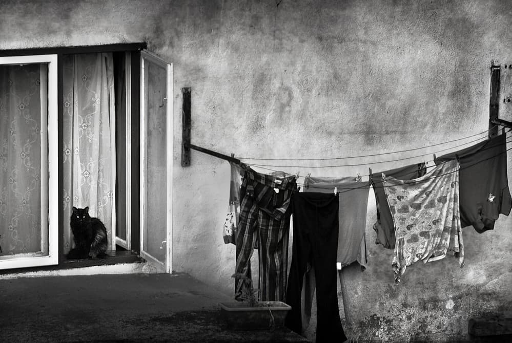 Black Cat Laundry Day by Nicoleta Gabor — canvas wall art
