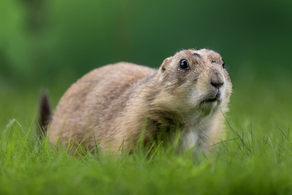 Curious Prairie Dog by Sally Widjaja — canvas wall art