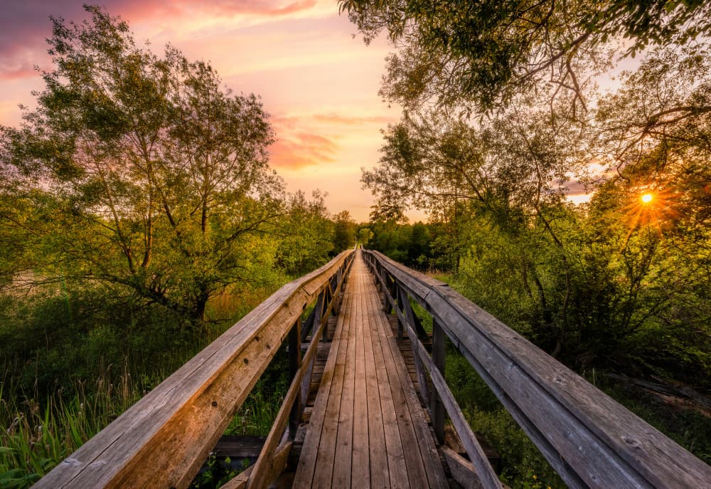 Sunset Forest Path by Christian Lindsten — canvas wall art