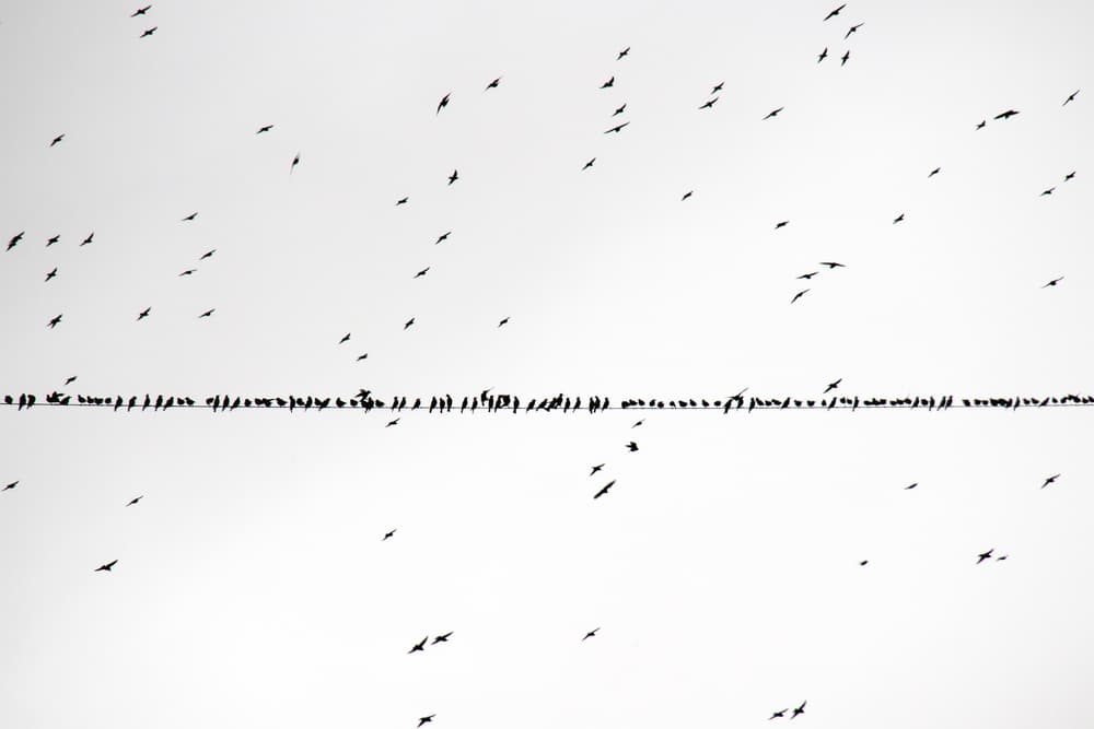 Birds On A Wire by Stefano Scappazzoni — canvas wall art