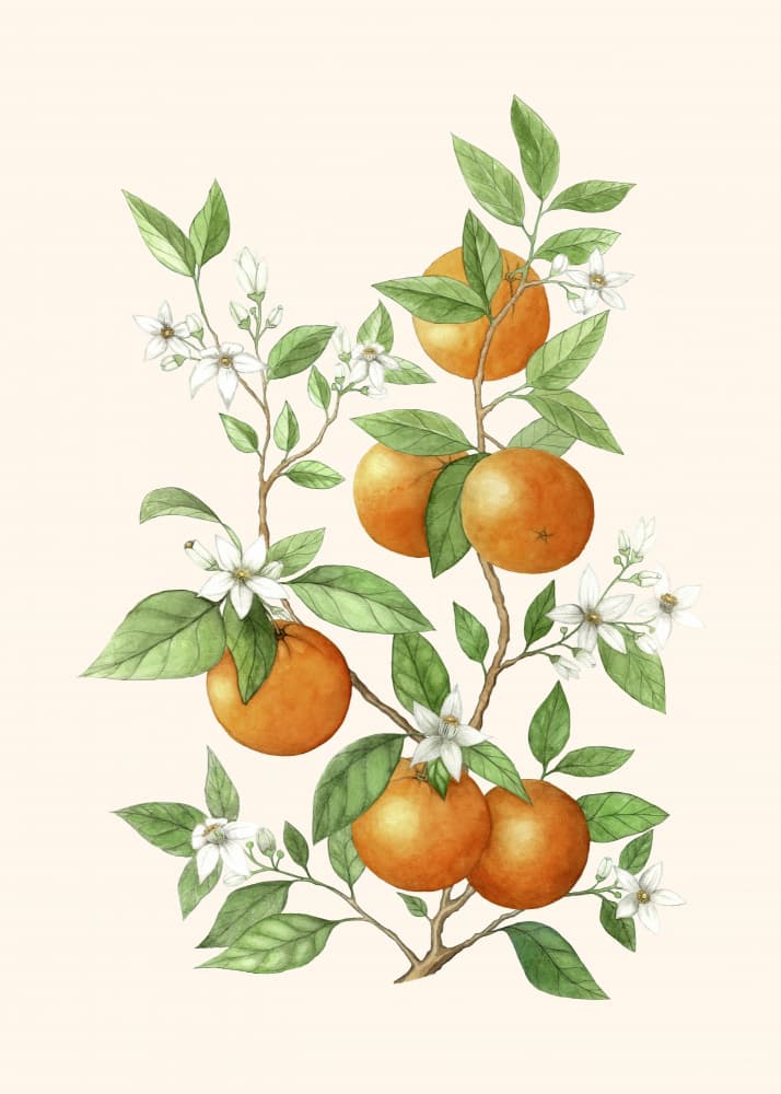 Orange Blossoms And Fruit by Maja Kjær — canvas wall art