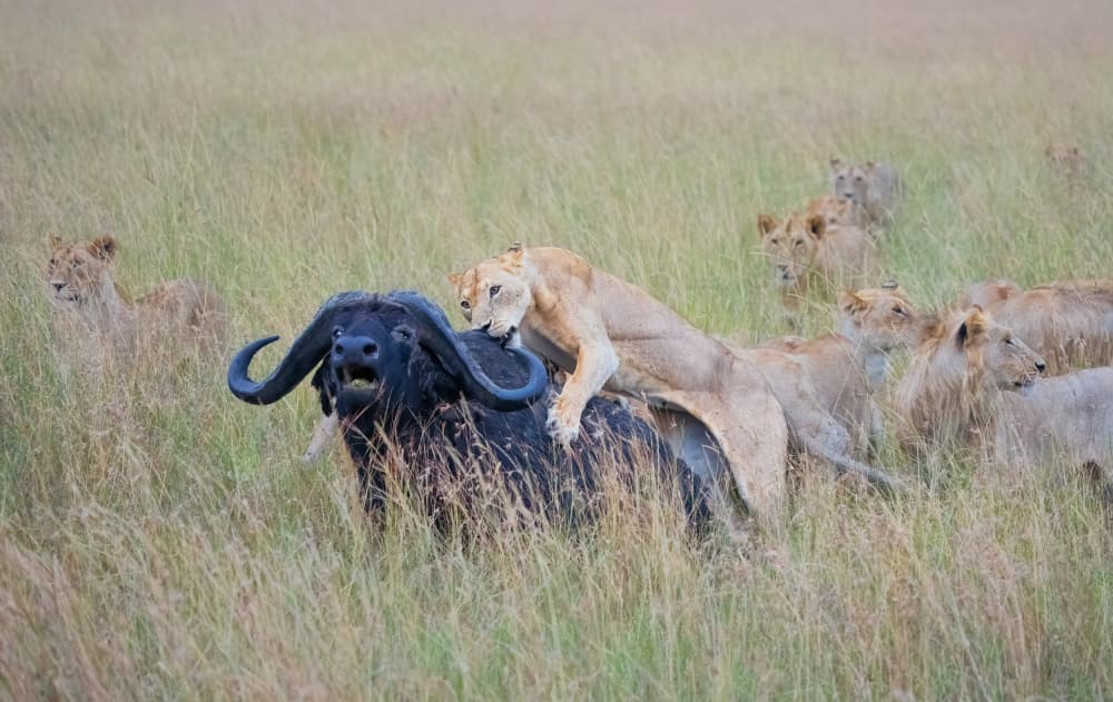 Lions Attack Buffalo by MIN LI — canvas wall art