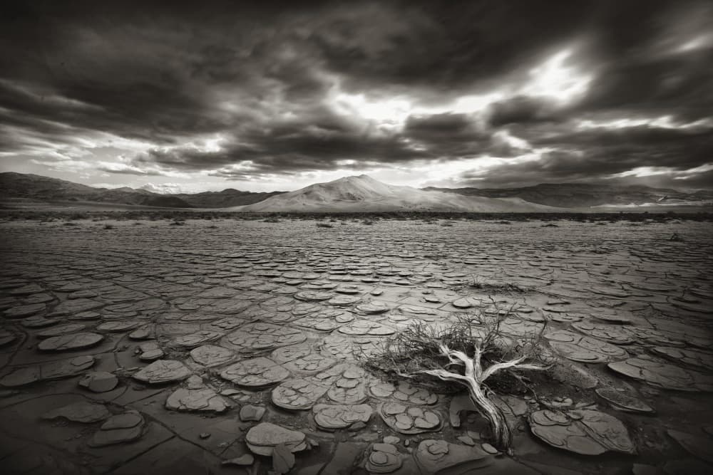 Dead Tree Cracked Earth by Mirko Vecernik — canvas wall art