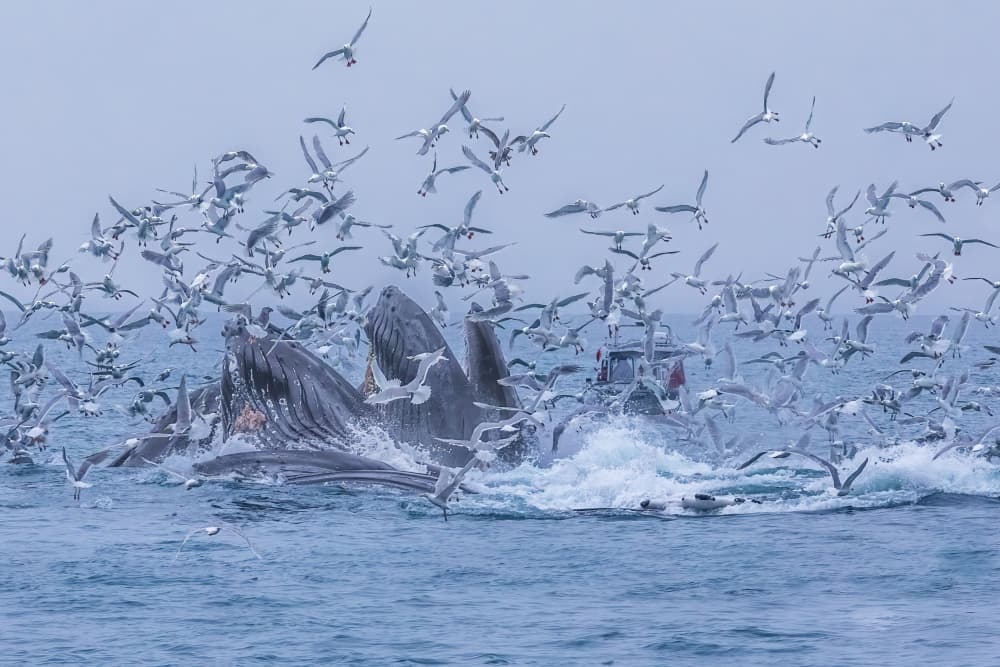 Whale Feeding Frenzy by Mark Strom — canvas wall art