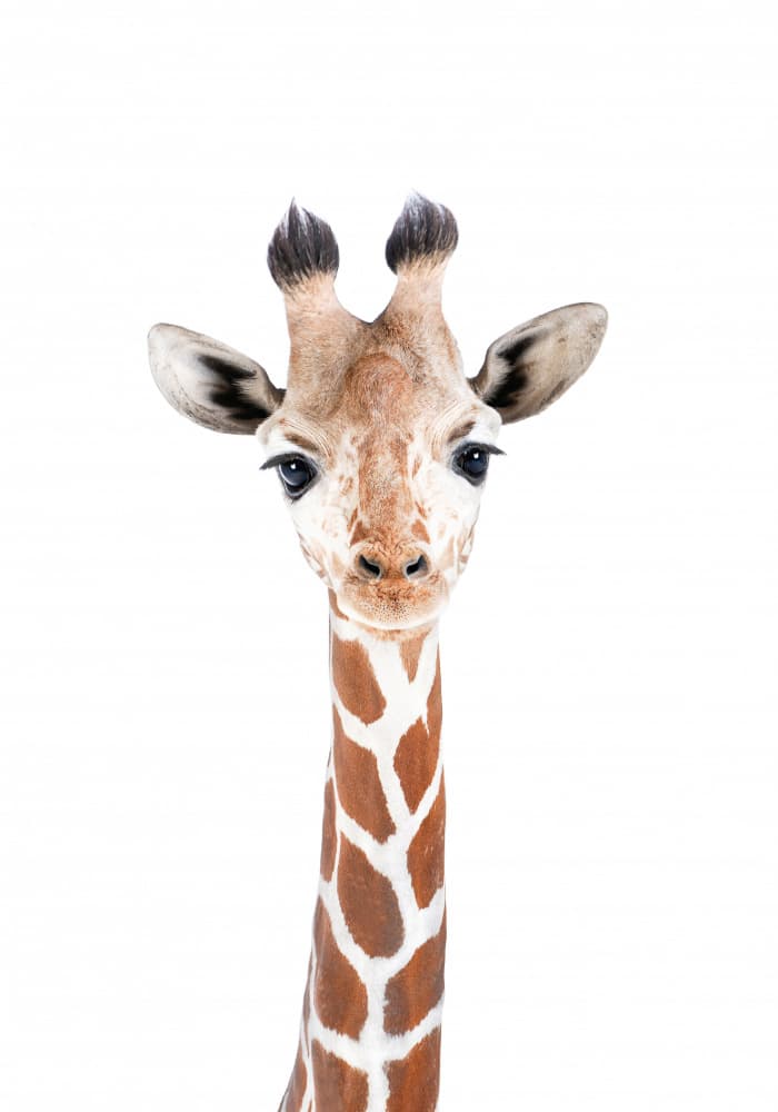 Baby Giraffe by Kathrin Pienaar — canvas wall art