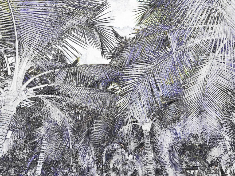 Tropical Palm Canopy by Santhosh ch — canvas wall art