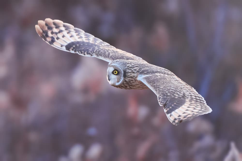Graceful Owl In Flight by Robert Zhang — canvas wall art
