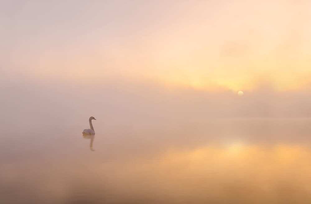 Swan in Golden Mist by Katarzyna Gritzmann — canvas wall art