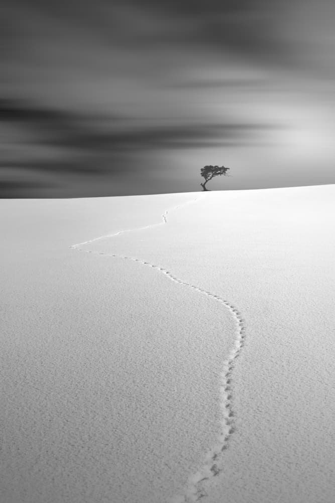 Desert Solitude Path by Jana Luo — canvas wall art