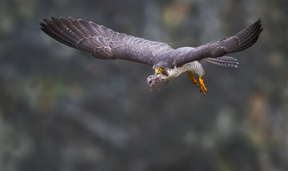 Peregrine Falcon Catch by Xiaobing Tian — canvas wall art