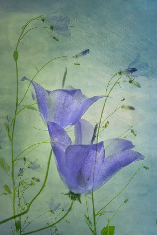 Ethereal Blue Bellflowers by Greetje van Son — canvas wall art