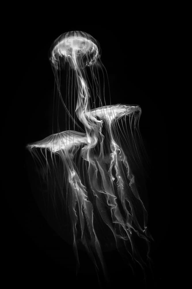 Glowing Deep Sea Jellyfish by Eiji Yamamoto — canvas wall art