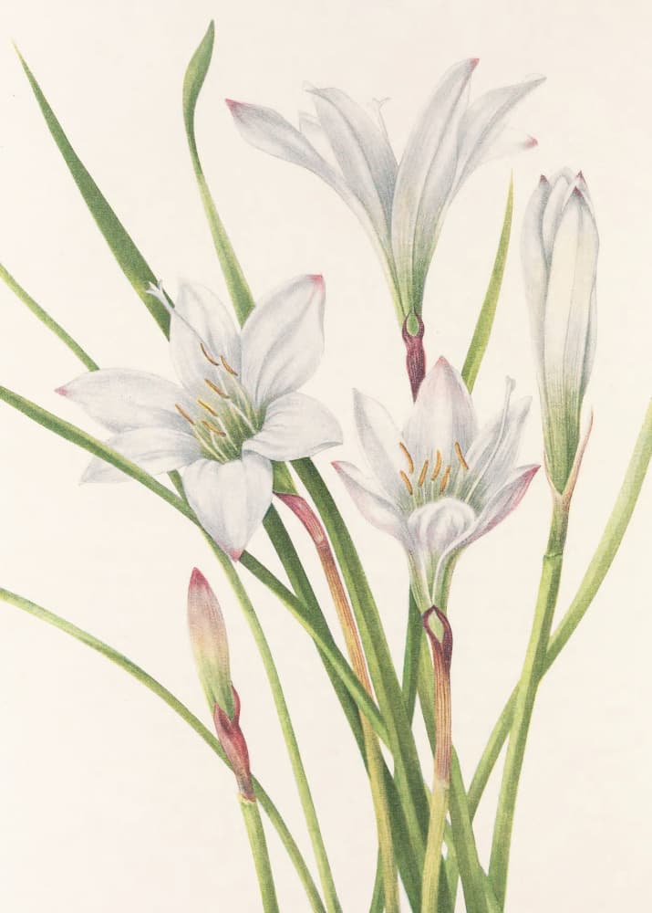 Atamasco Lily From North American Wildflowers (1925) By Mary Vaux Walcott by Mary Vaux Walcott — canvas wall art