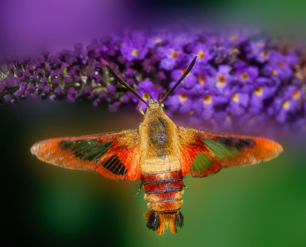 Vibrant Hummingbird Moth by Ling  Lu — canvas wall art
