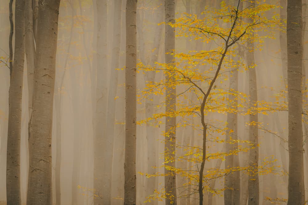Misty Yellow Tree by Vio Oprea — canvas wall art