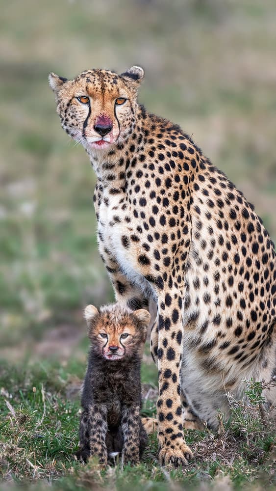 Cheetah Mother and Cub by Annie Poreider — canvas wall art