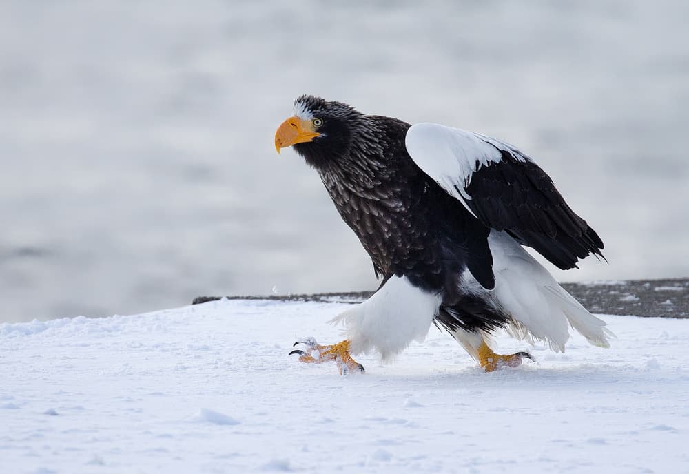 Steller's Sea Eagle Walk by C.S. Tjandra — canvas wall art