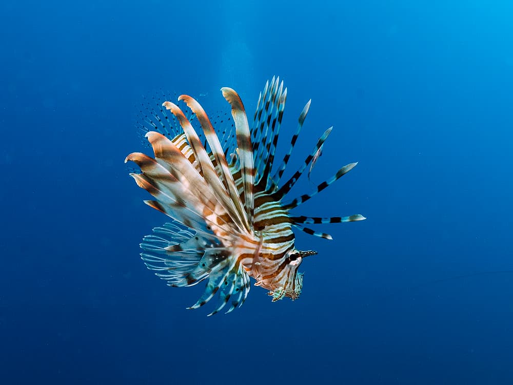 Lionfish In Deep Blue by Ilan Ben Tov — canvas wall art