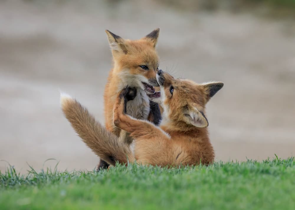 Playful Fox Kits by Jenny Qiu — canvas wall art
