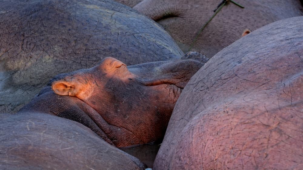 Golden Light Hippos by kahi — canvas wall art
