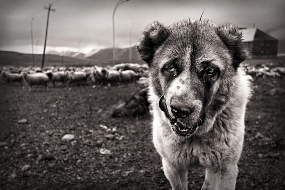 Watchful Shepherd Dog by Eyal Bussiba — canvas wall art