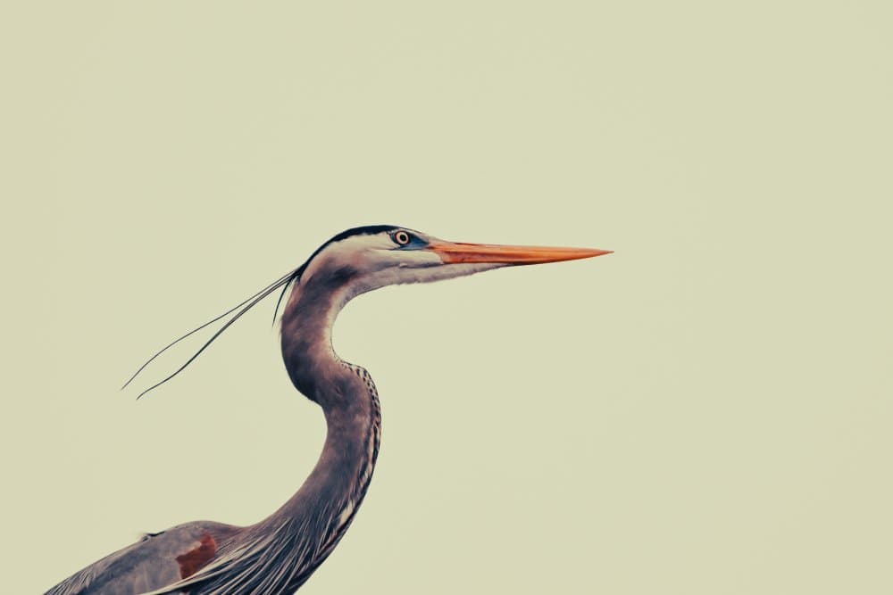 Elegant Blue Heron by Vincenzo Viola — canvas wall art