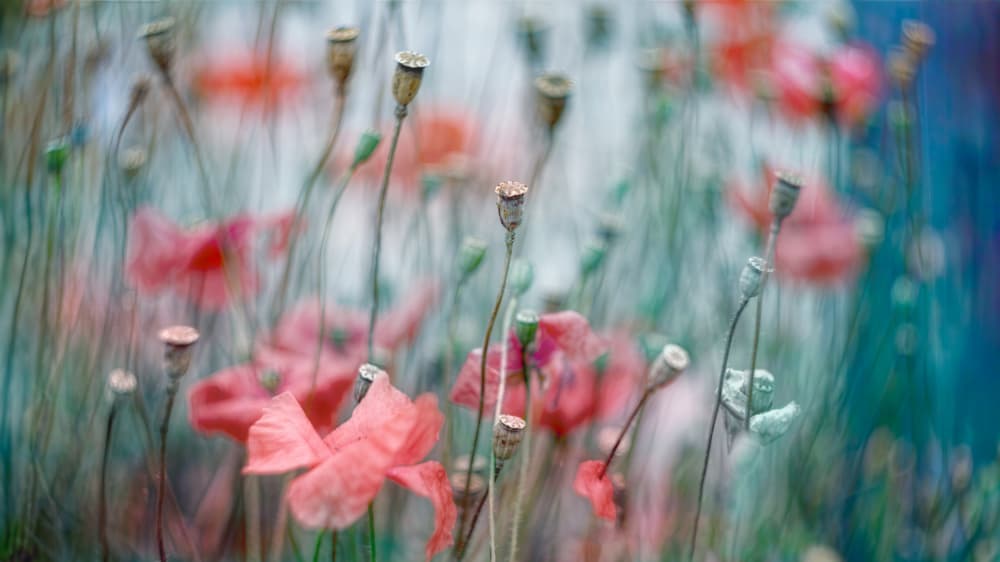 Dreamy Poppy Field by Marie-anne Stas — canvas wall art