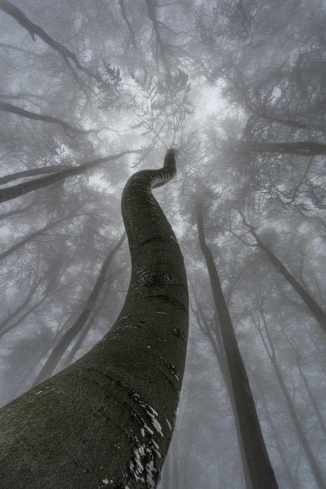 Curved Tree In Fog by Tom Pavlasek — canvas wall art