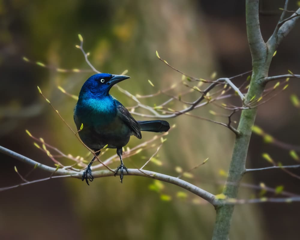 Iridescent Spring Grackle by Xiao Cai — canvas wall art