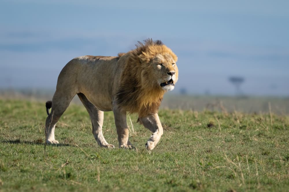Lion Walking Savanna by Jeffrey C. Sink — canvas wall art