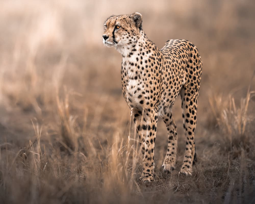 African Cheetah Stance by Ahmed Sobhi — canvas wall art