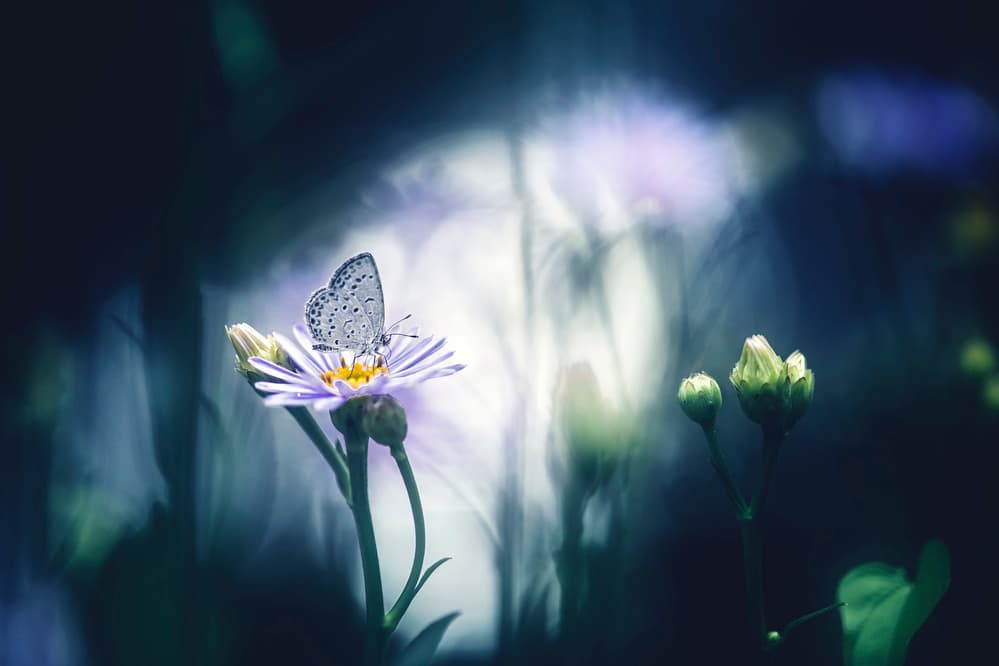 Blue Butterfly Gentle Bloom by Takashi Suzuki — canvas wall art