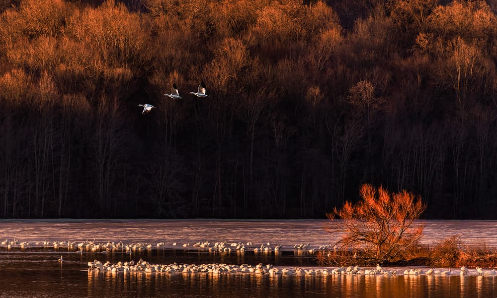 Golden Flight Over Water by Xiaobing Tian — canvas wall art