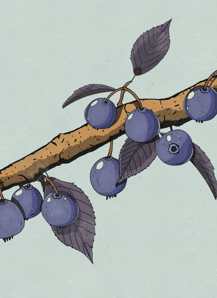 Ripe Blueberry Branch by Nicholas — canvas wall art