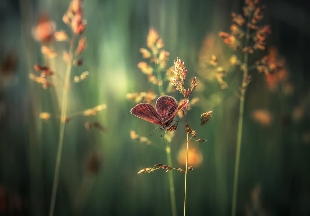 Golden Hour Butterfly by Florentin Vinogradof — canvas wall art