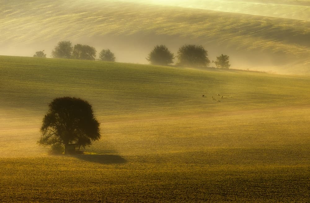 Golden Morning Fields by Piotr Krol (Bax) — canvas wall art