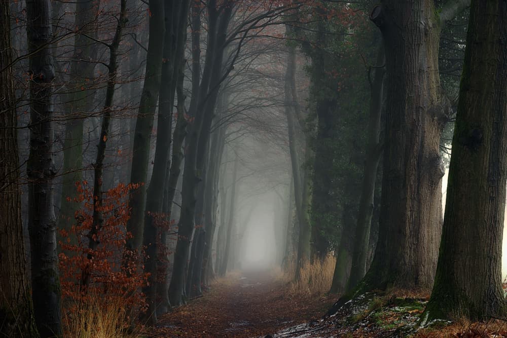 Misty Forest Path by Ellen Borggreve — canvas wall art