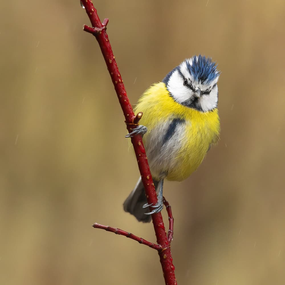 Blue Tit on Rainy Branch by Annie Keizer — canvas wall art