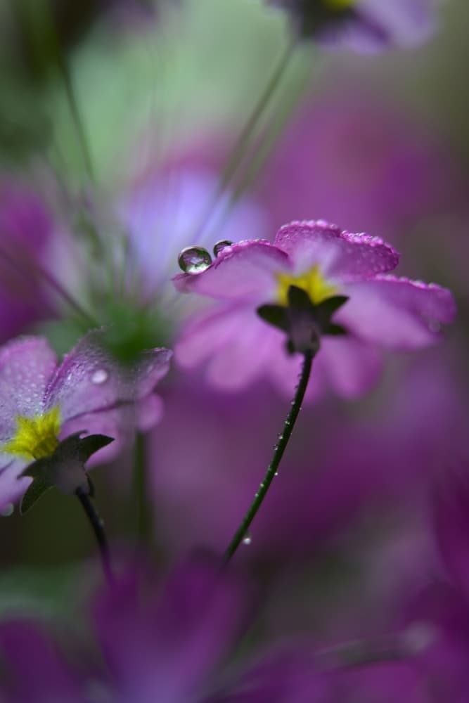 Dewy Purple Flowers by Heidi Westum — canvas wall art