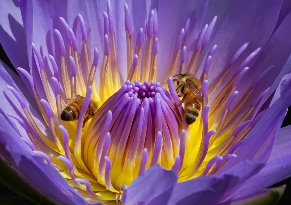 Bee on Purple Water Lily by Emanuel Papamanolis — canvas wall art