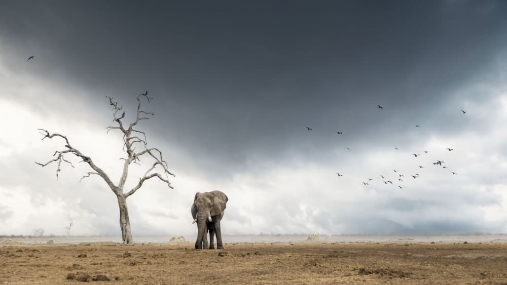 Elephant Under Stormy Sky by Clint Ralph — canvas wall art
