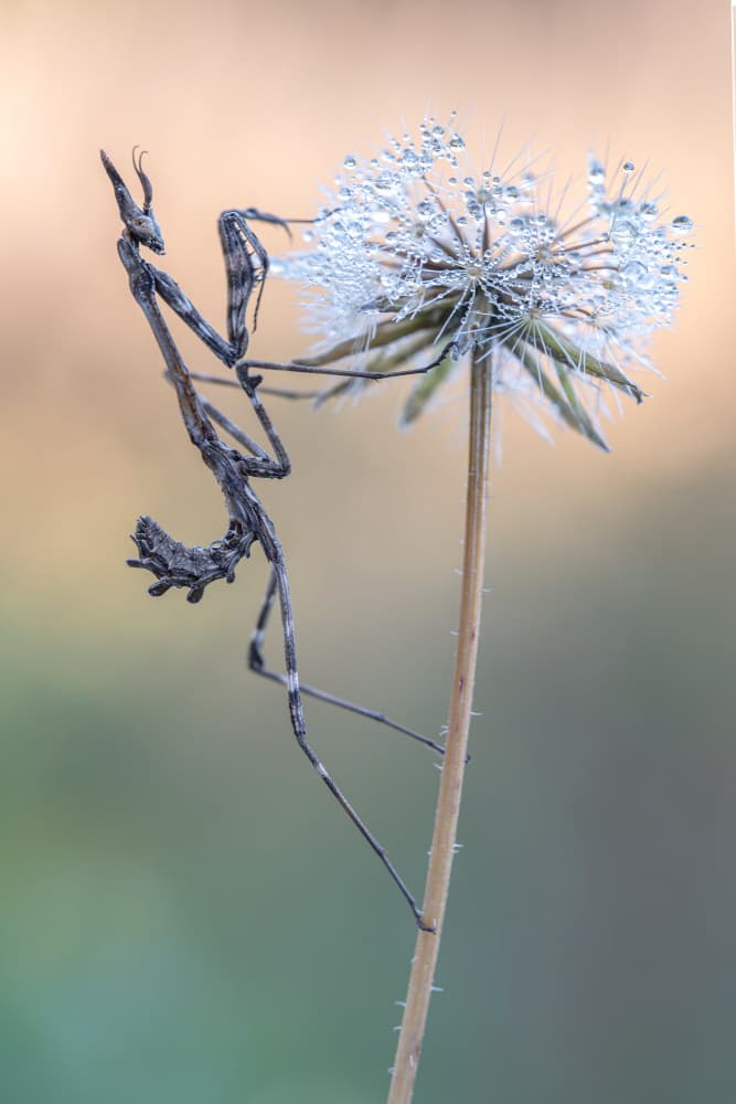 Praying Mantis Dandelion Dew by Massimo Tamajo — canvas wall art