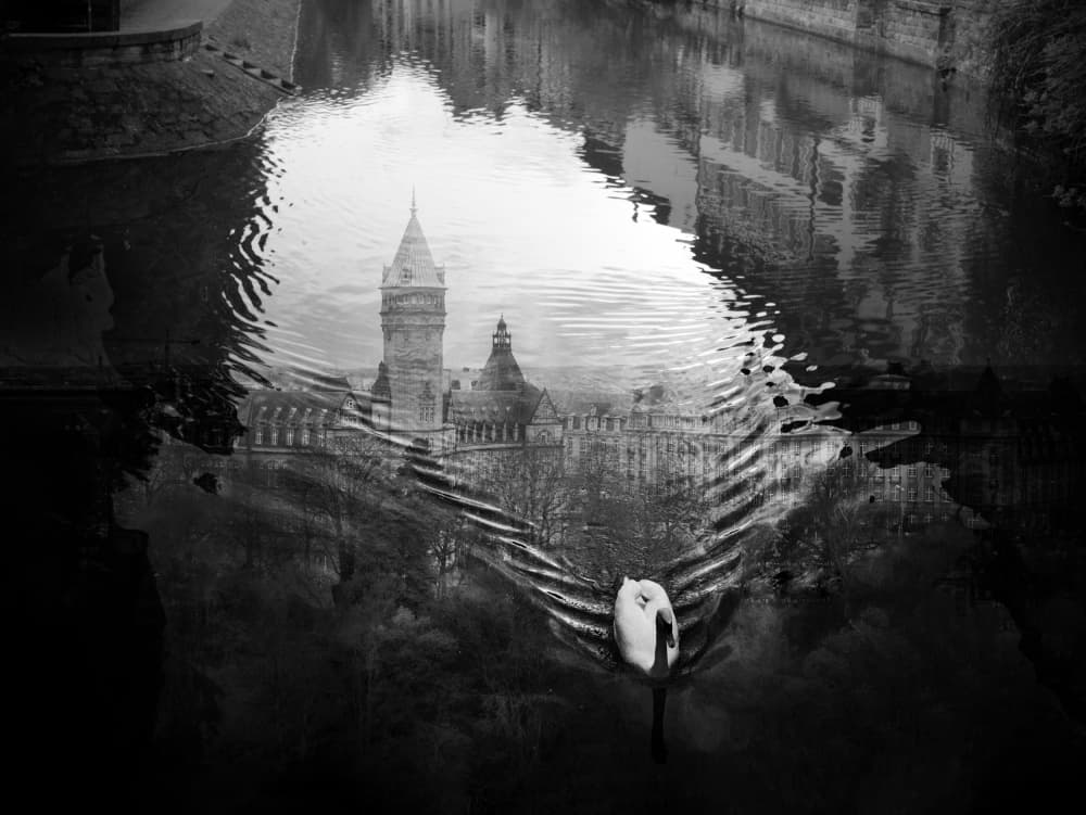 Elegant Swan Reflection by Eiji Yamamoto — canvas wall art
