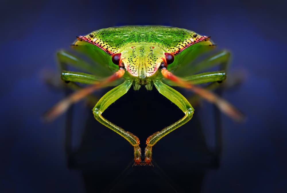 Green Bug Reflection by Peter Davidson — canvas wall art