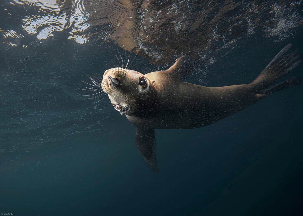 Curious Sea Lion Swim by Jennifer Lu — canvas wall art