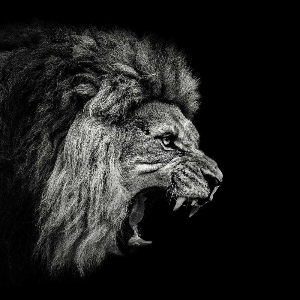 Fierce Roaring Lion by Christian Meermann — canvas wall art